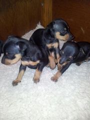Beautiful Miniature Pinscher Puppies